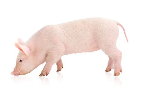 Royalty Free Pig Side View Pictures, Images and Stock Photos - iStock