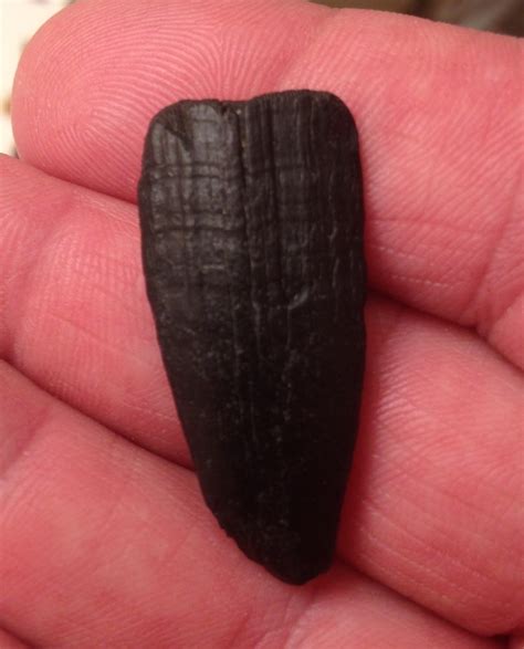 Large Barracuda tooth? - Fossil ID - The Fossil Forum