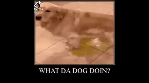 What The Dog Doing Meme Compilation - YouTube