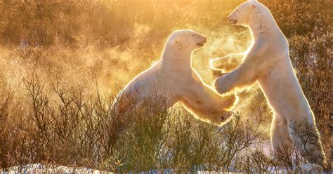 Polar bear facts: diet, habitat, conservation, and more | IFAW