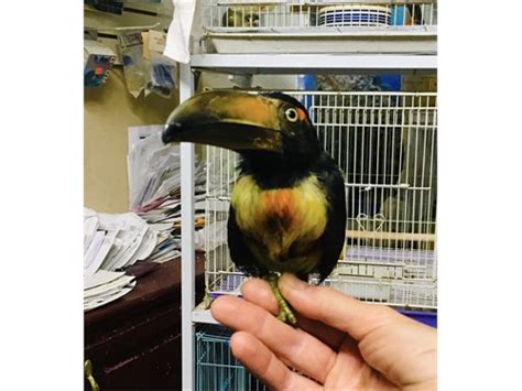 Collared aracari baby | Pets | Sherman Oaks CA | recycler.com