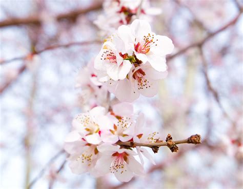 Cherry blossoms at its prime in downtown Beijing - CGTN