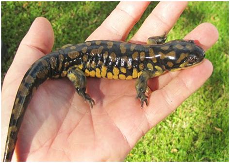 Tiger Salamander Habitat