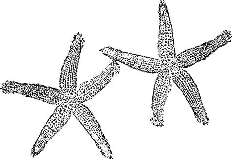 SVG > starfish sea - Free SVG Image & Icon. | SVG Silh