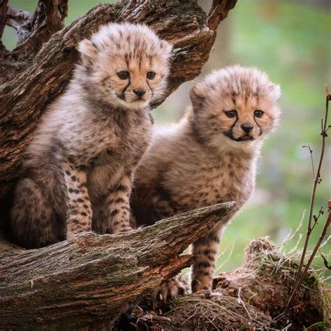 🐾🐆 ️ ️ ️ ️ ️ ️ ️ ️ ️ ️🤗😍 ️ ️ ️ ️ ️ Super Cute Animals, Animals And Pets, Funny Animals ...