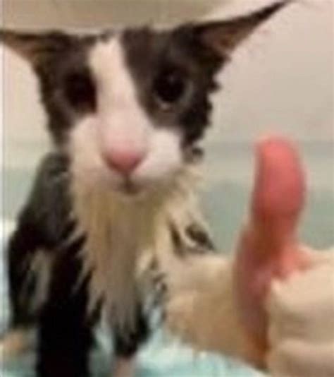 soggy cat thumbs up | Soggy Cat | Know Your Meme