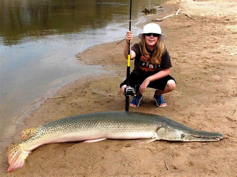 Spotted Gar Alligator Gar Teeth / The main two gar species in florida ...