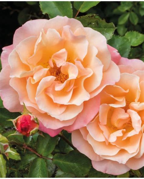 Buy Rare, Unusual & Exciting Plants | Hayloft Rose rekord Cubana