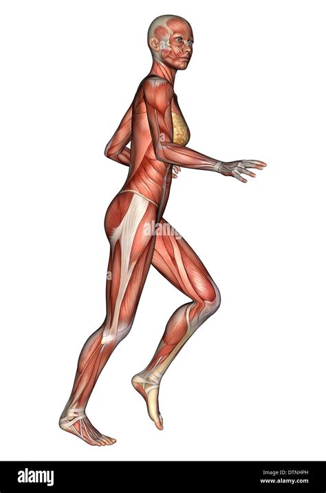 3D digital render of a running female anatomy figure with muscles map ...