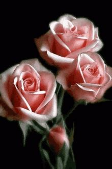 Pink Roses Background Gif Pikbest has 1852 background pink rose design ...