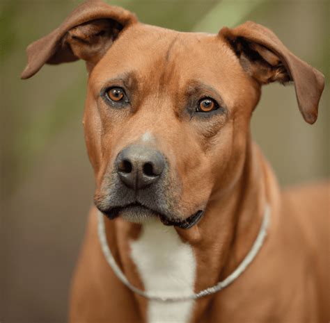 Photo of a Rhodesian Ridgeback Pitbull Mix | Pet Dog Owner