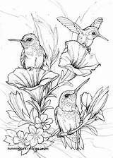 Hummingbird Coloring Page At GetColoringscom  Free Printable sketch template