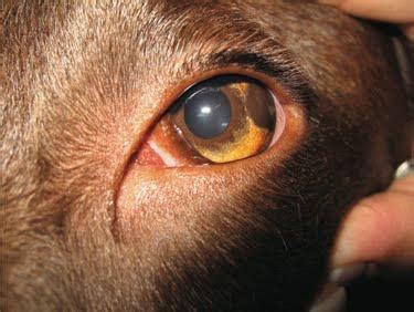 Iris Dark Spot On Dogs