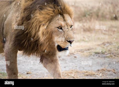 Lion hunting in Africa Stock Photo - Alamy