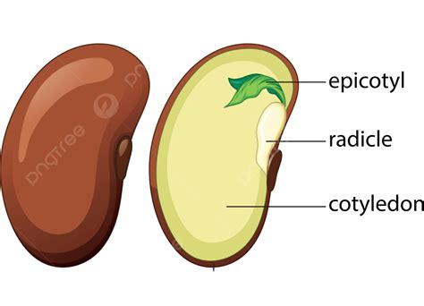 White Background Illustration Depicting The Components Of A Dicot Seed Vector, Nature, Clipart ...