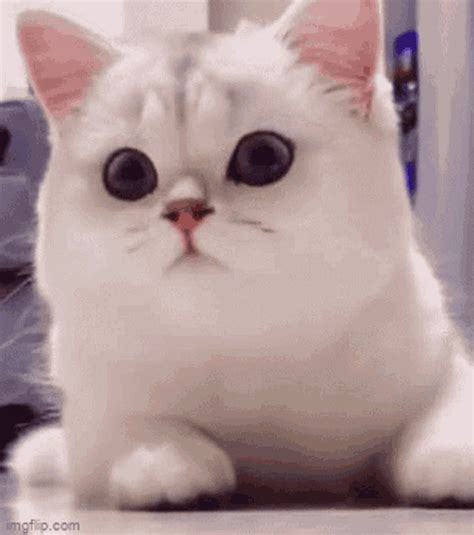 Cat Smile Cat GIF - Cat Smile Cat Smile - Discover & Share GIFs