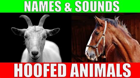 HOOFED ANIMALS Names and Sounds for Kids to Learn | Learning Ungulates (Hoofed Mammals) - YouTube