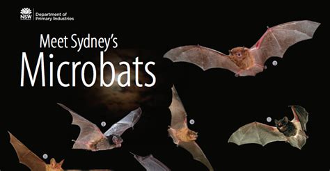 Microbats of Sydney poster | sydneybats