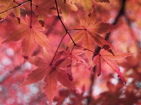 Gambar : cabang, cahaya, menanam, bunga, merah, musim gugur, kuning, Jepang, pembuluh darah ...