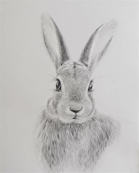 Draw a rabbit with pencils - Sabrina Hassler - Illustration & Drawing Blog