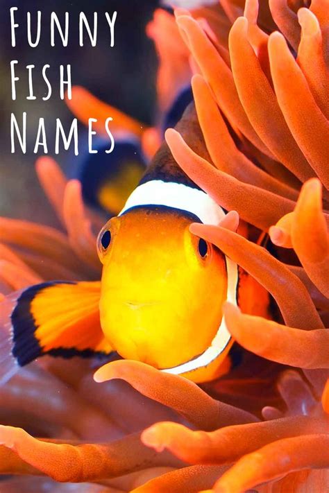 Funny Fish Names – 350 Hilarious Ideas For Naming Your Fish | Fishing humor, Funny baby names ...