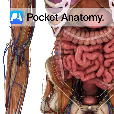 Ascending colon - Pocket Anatomy