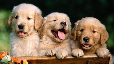 Free Golden Retriever Wallpaper Downloads, [100+] Golden Retriever Wallpapers for FREE ...