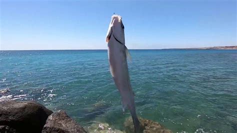 Flathead Grey Mullet [Mugil Cephalus] Sea Fishing with Bread in Fuerteve... | Sea fishing, Sea ...