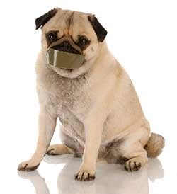 Pug Barking - Do Pugs Bark?