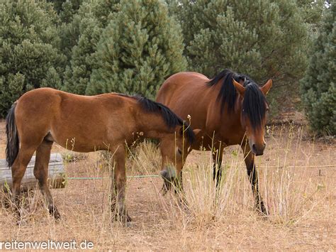 Wild Horses in Nevada / USA near Virginia City – September 2011 › Wild ...