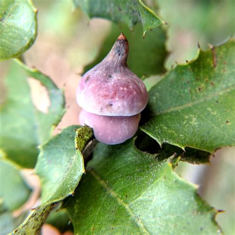 Best Gall Hunting Spots in the South Bay Area – Chloe Van Loon's Nature ...