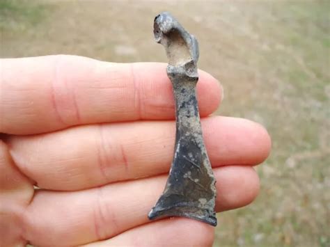 CANVASBACK DUCK CORACOID Florida Fossils Ice Age Bird Avian Skeleton Prehistoric $20.00 - PicClick