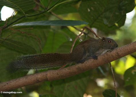 Mammals - Animals in Malaysia