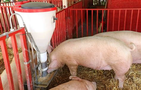 Cómo gestionar la alimentación de los cerdos