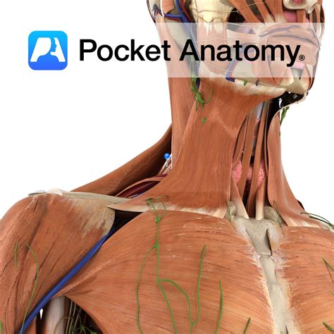 Levator scapulae - Pocket Anatomy