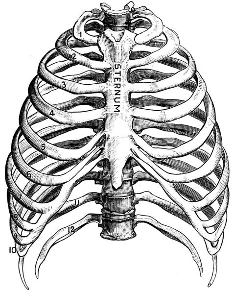 Human Rib Cage Drawing at PaintingValley.com | Explore collection of Human Rib Cage Drawing