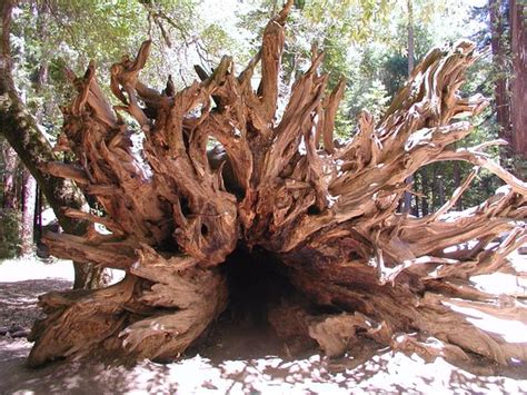 Redwood Tree Roots System / Huge Trees With A Powerful Root System ...