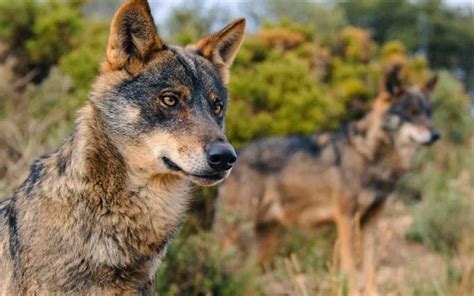 Varias entidades ecologistas insisten en la catalogación del lobo en peligro de extinción ...