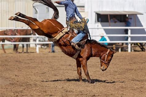 Bucking Bronco – Telegraph