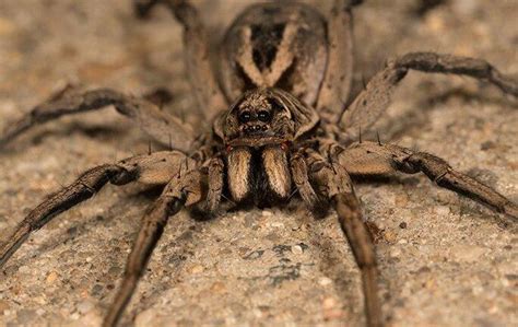 Blog - What You Should Know About Wolf Spiders In Dallas