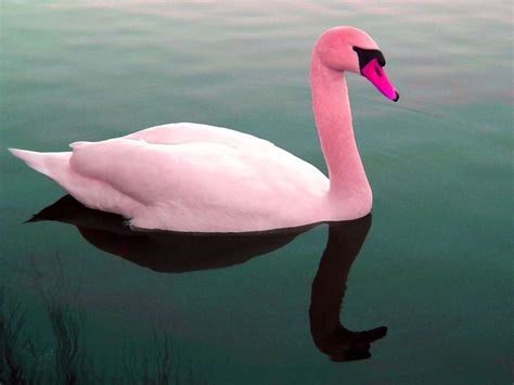 Pink Swan.