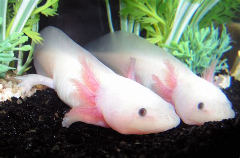 Peoples Lives: AXOLOTLS