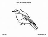 Bluebird Eastern – Coloring Nature sketch template