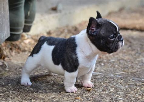 Meet The Mini French Bulldog: A Detailed Guide To The Breed