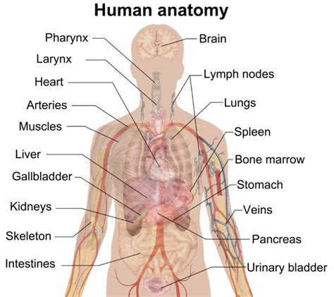 Anatomy and Physiology for first aiders - First Aid for Free