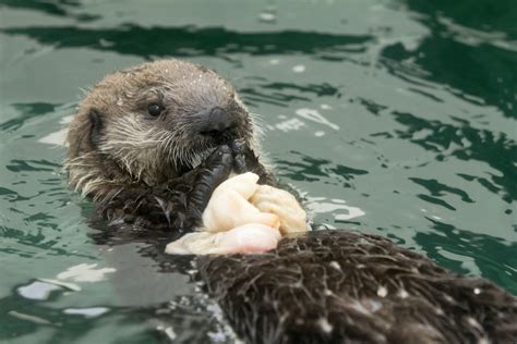 Baby Otter Is Sleepy — The Daily Otter