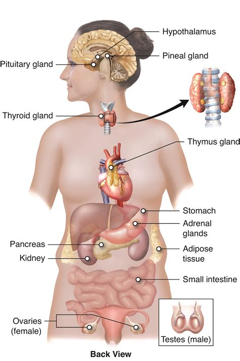 KnowledgeWorks - Drawing Overview of endocrine glands - English labels ...