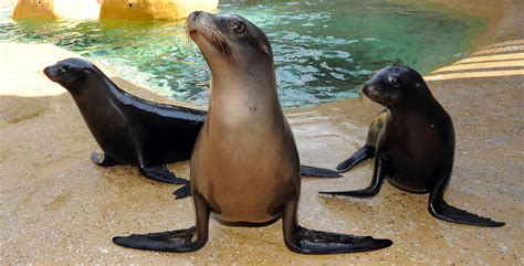 Chicago Zoological Society - Brookfield Zoo & The Chicago Zoological ...