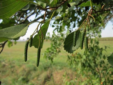 Aliso | Características, raíces, propiedades medicinales | Árbol, planta