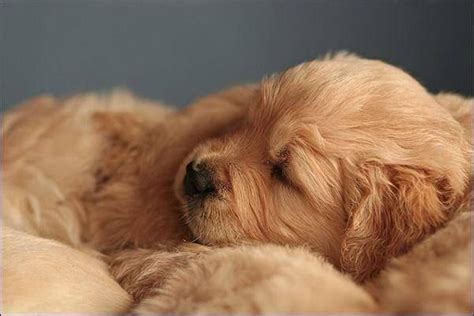 Sleeping Golden Retriever puppies | Cute dogs, Cute animals, Golden ...